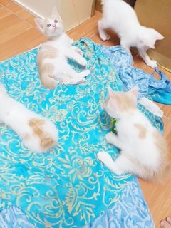 Kitten Bunch - Domestic Medium Hair Cat