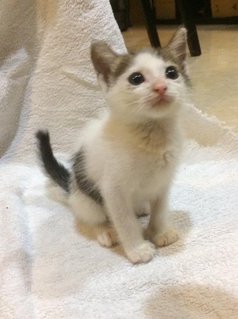 4kittens &lt;3 - Domestic Short Hair Cat