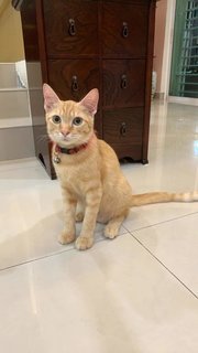 Nutmeg  - Domestic Short Hair Cat