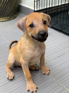 Puppy 26 - Mixed Breed Dog