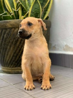 Puppy 26 - Mixed Breed Dog