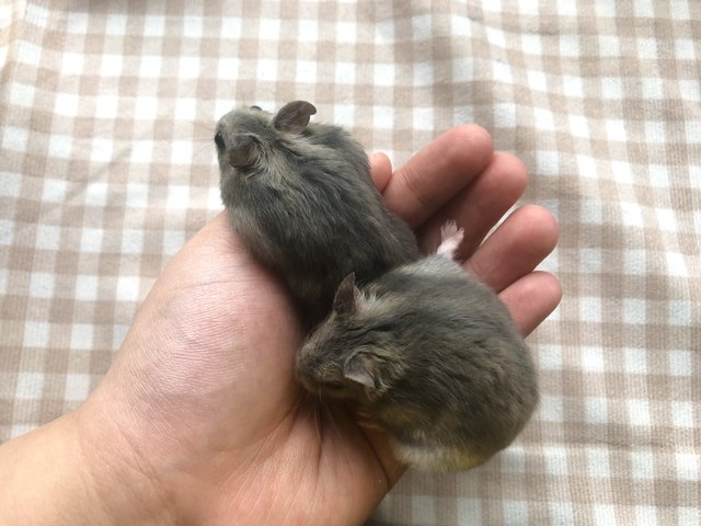 Daddy And Mummy And My Grandchildren - Short Dwarf Hamster Hamster