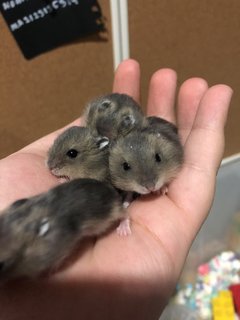 Daddy And Mummy And My Grandchildren - Short Dwarf Hamster Hamster