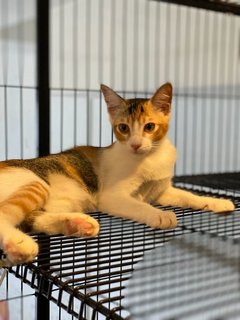 Snicker - Calico Cat