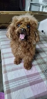 Teddy - Poodle Dog