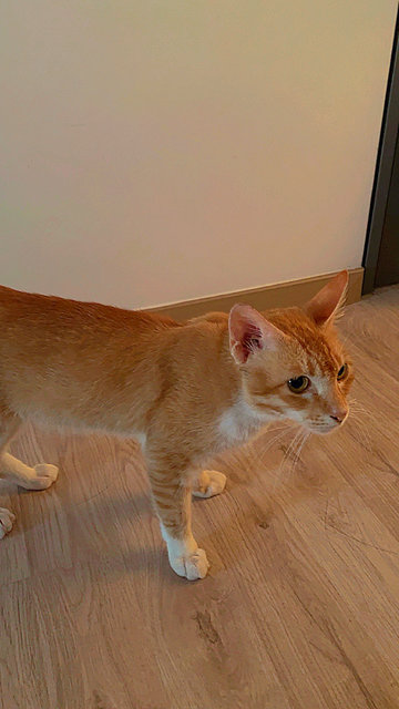 Tako - Tabby Cat