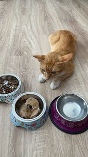 Tako - Tabby Cat