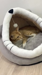Tako - Tabby Cat