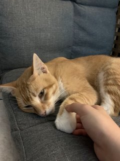 Tako - Tabby Cat
