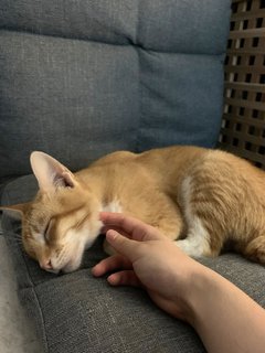 Tako - Tabby Cat