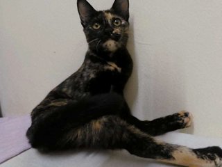 Candie - Domestic Short Hair Cat