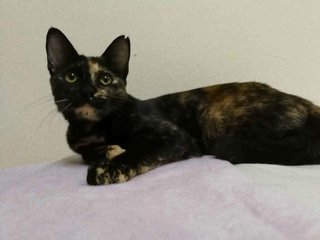 Candie - Domestic Short Hair Cat