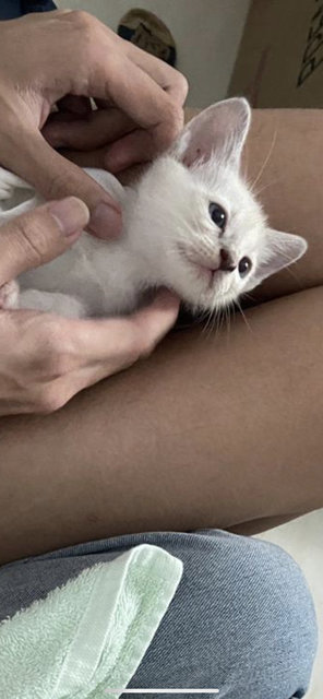 It’s Your Choice To Name Her 🥰 - Domestic Medium Hair Cat