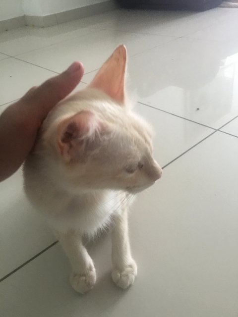 Oyen - Domestic Short Hair Cat