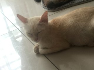 Oyen - Domestic Short Hair Cat