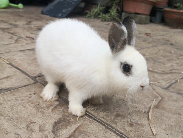 Snowball - Netherland Dwarf Rabbit