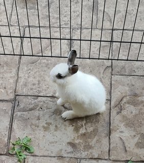 Snowball - Netherland Dwarf Rabbit