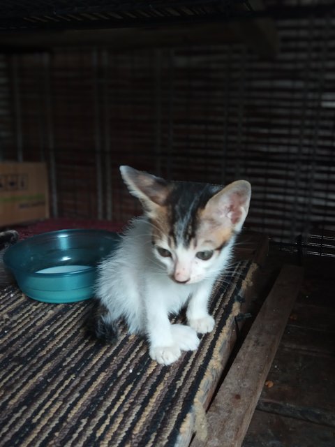 Love Love - Domestic Short Hair Cat