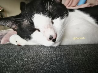 Oliver “the Oreo” - Domestic Short Hair Cat