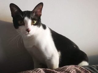 Oliver “the Oreo” - Domestic Short Hair Cat