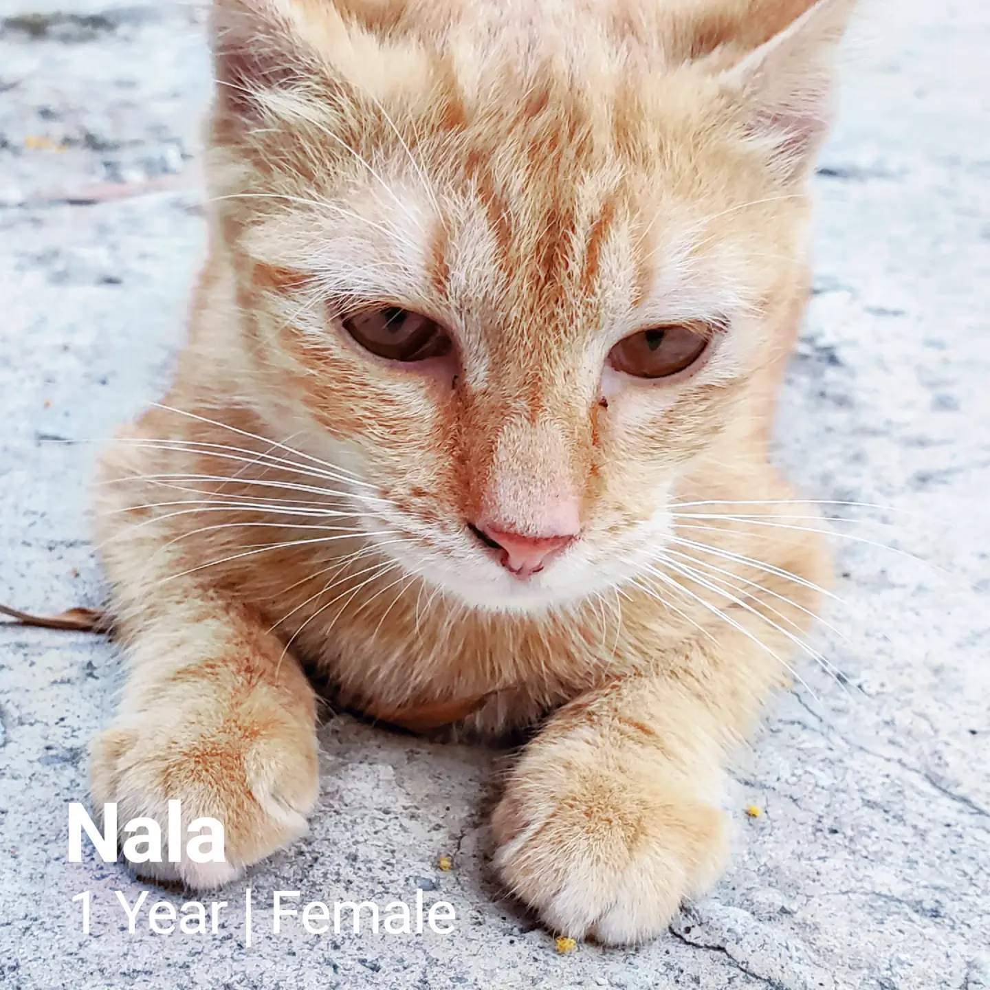 Nala - Domestic Short Hair Cat