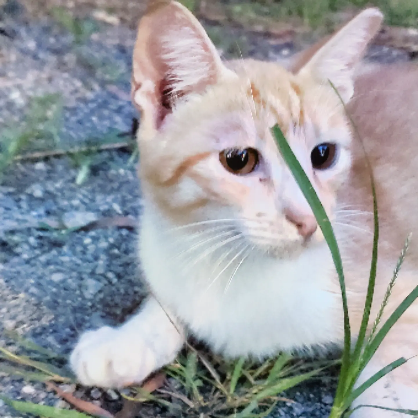 Neve - Domestic Short Hair Cat