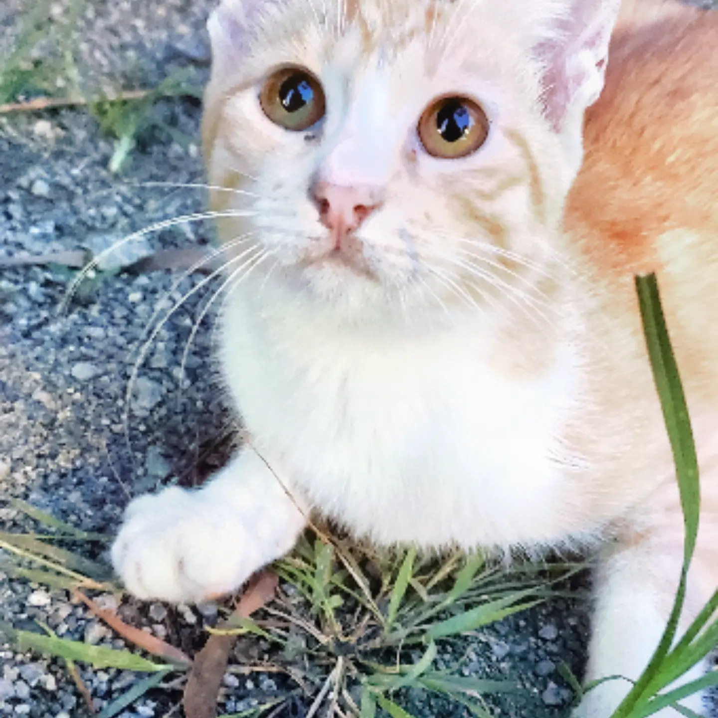 Neve - Domestic Short Hair Cat