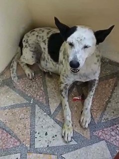 Spotty (Located In Melaka) - Mixed Breed Dog