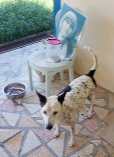 Spotty (Located In Melaka) - Mixed Breed Dog