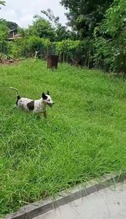 Spotty (Located In Melaka) - Mixed Breed Dog