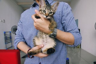 Josie &amp; Riley - Calico + Tabby Cat