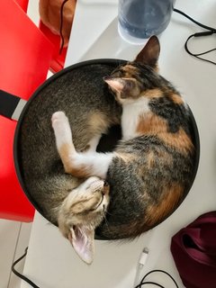 Josie &amp; Riley - Calico + Tabby Cat