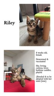 Josie &amp; Riley - Calico + Tabby Cat