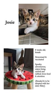 Josie &amp; Riley - Calico + Tabby Cat