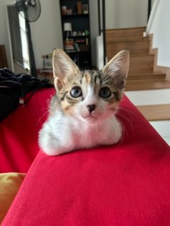 Josie &amp; Riley - Calico + Tabby Cat