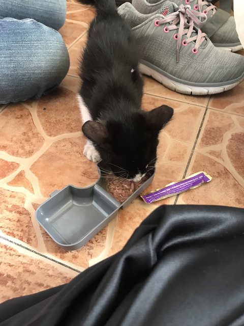 Kuro - Tuxedo + Domestic Medium Hair Cat