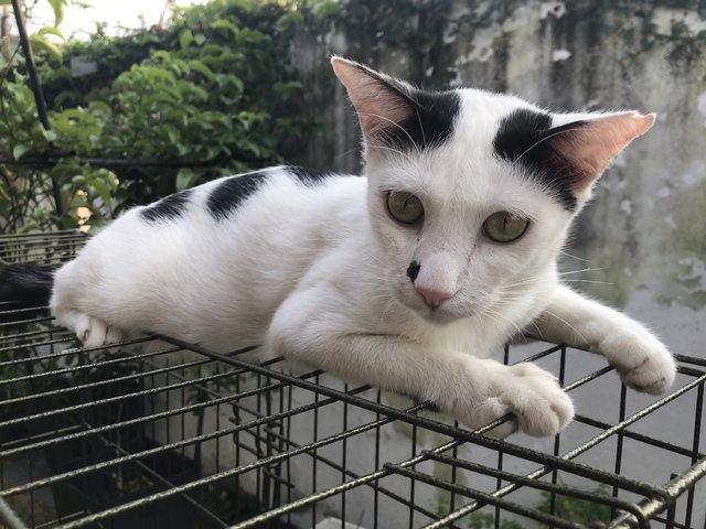 Tom The Polka Dot Cat - Domestic Short Hair Cat