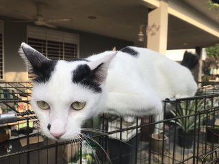 Tom The Polka Dot Cat - Domestic Short Hair Cat