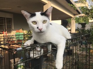 Tom The Polka Dot Cat - Domestic Short Hair Cat