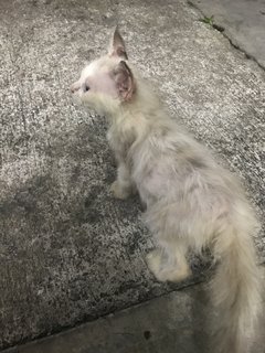 Vanilla - Siamese + Domestic Long Hair Cat