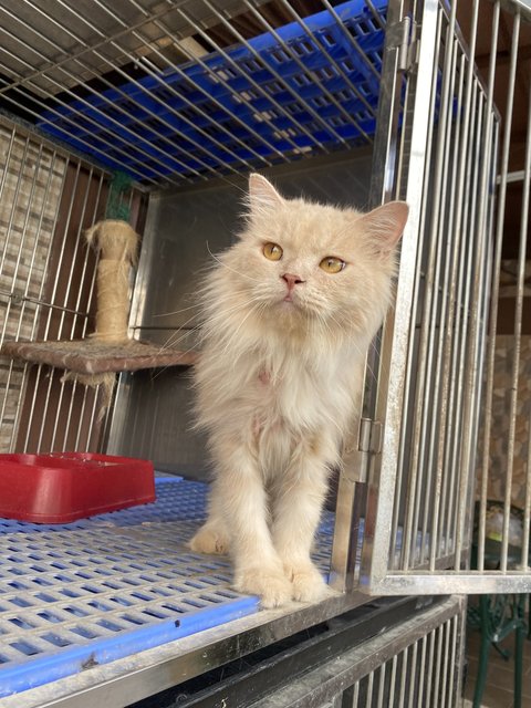 Fluffy - Domestic Long Hair + Persian Cat