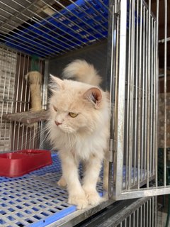 Fluffy - Domestic Long Hair + Persian Cat