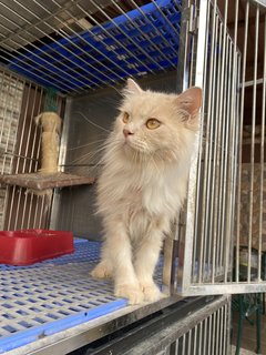 Fluffy - Domestic Long Hair + Persian Cat