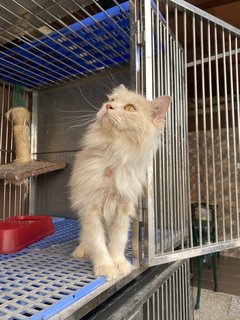 Fluffy - Domestic Long Hair + Persian Cat