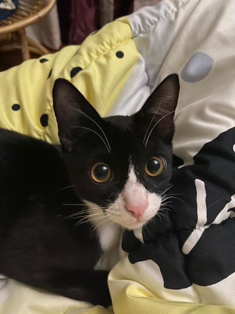 Vicenzo - Domestic Short Hair + Tuxedo Cat