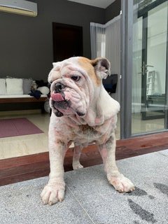 Winston - English Bulldog Dog