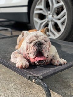 Winston - English Bulldog Dog