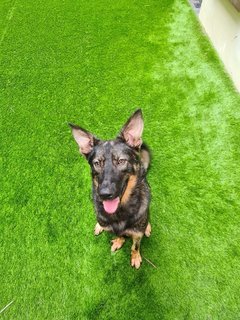 Hans - Belgian Shepherd Malinois + German Shepherd Dog Dog