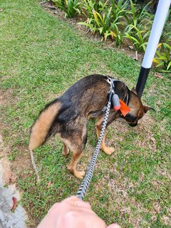 Hans - Belgian Shepherd Malinois + German Shepherd Dog Dog