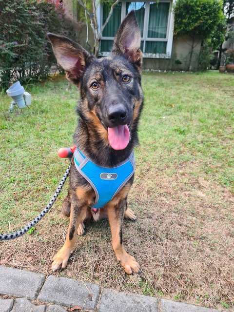 Hans - Belgian Shepherd Malinois + German Shepherd Dog Dog